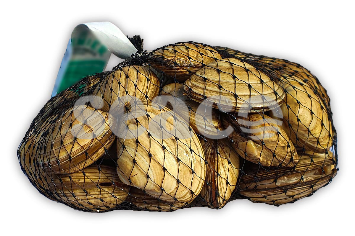 Witte venusschelpen 1kg