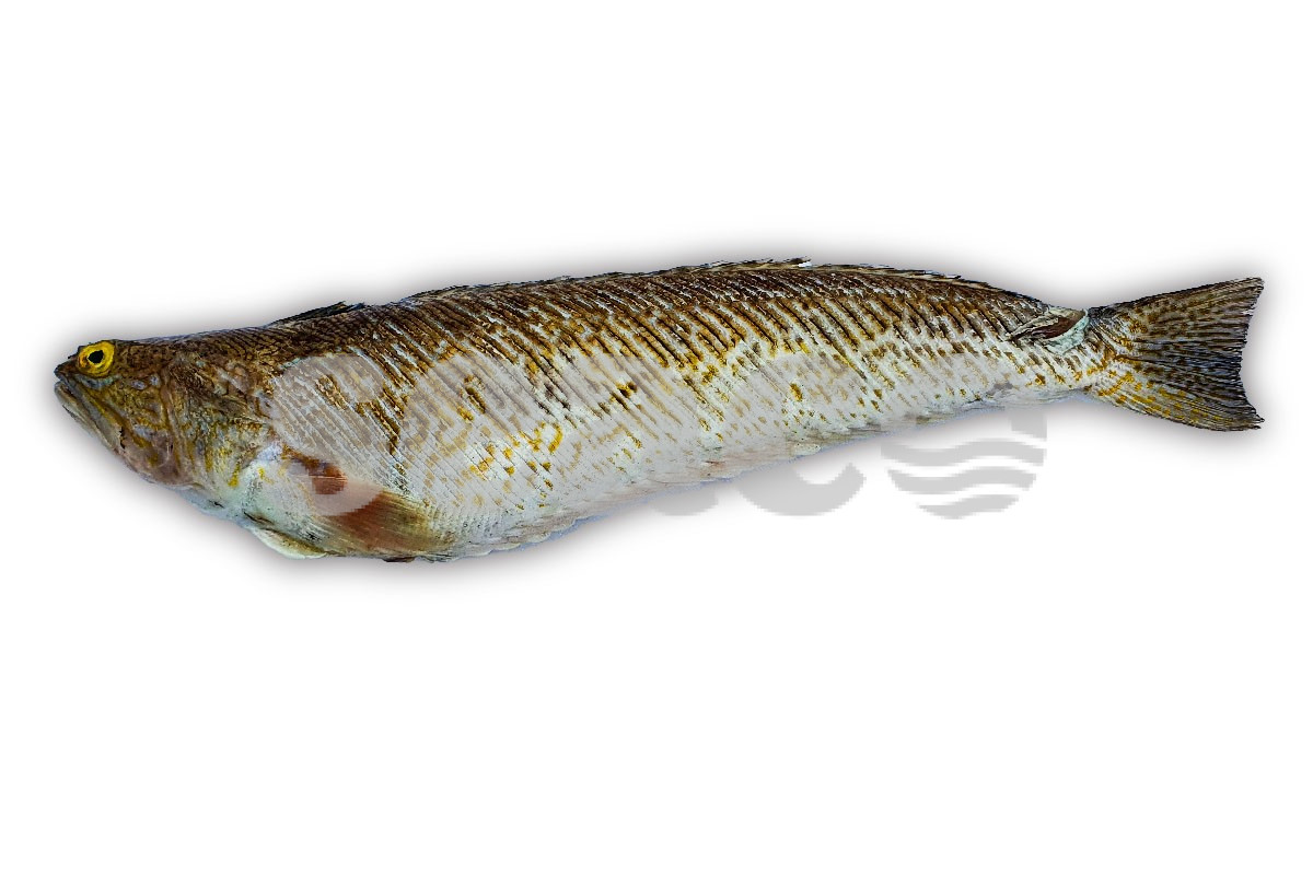 Pieterman (1) >350g