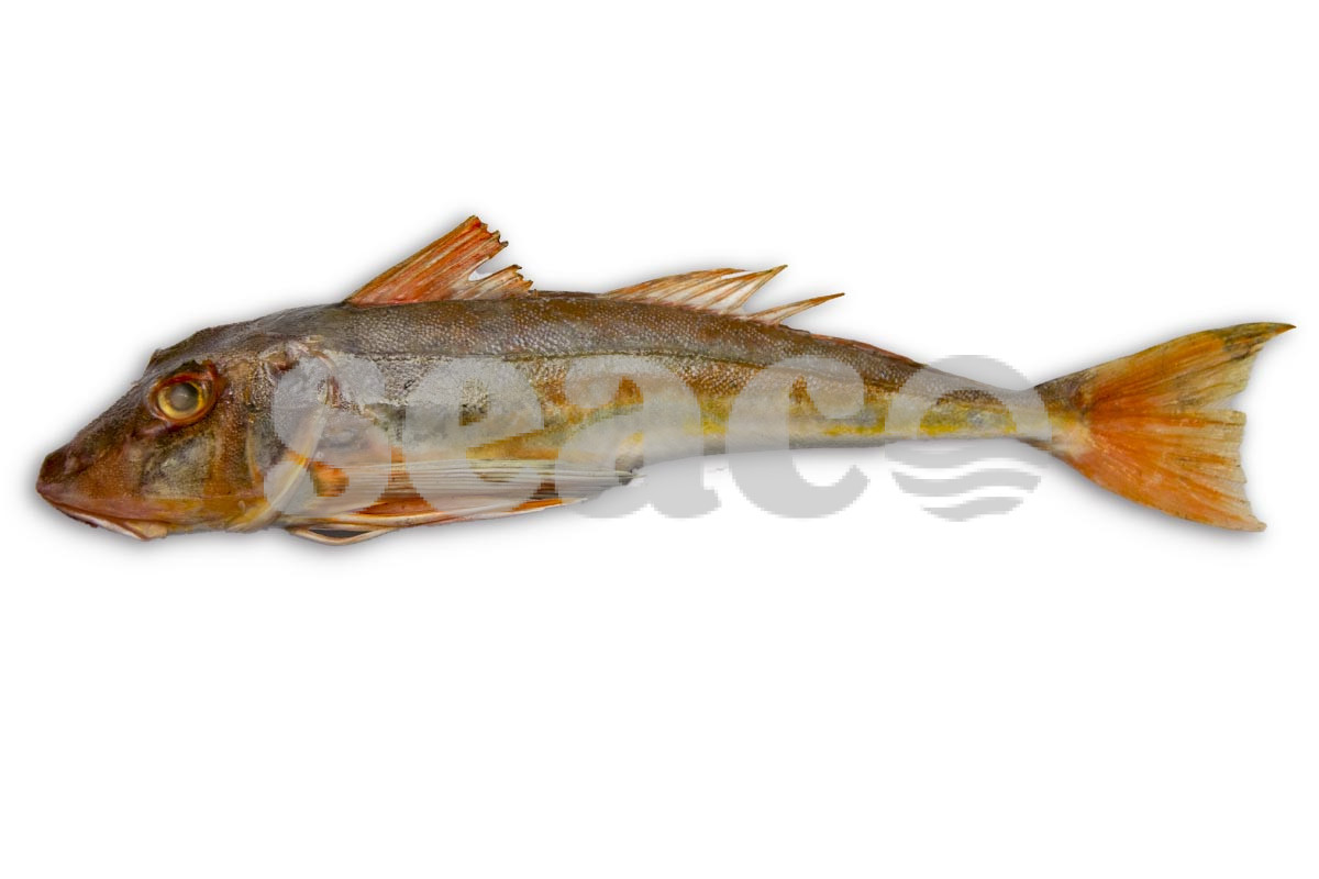 Rode poon (2) 400-600g