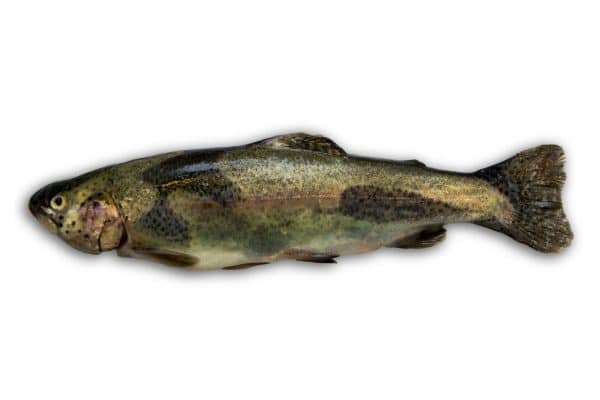 Forel 18-20
