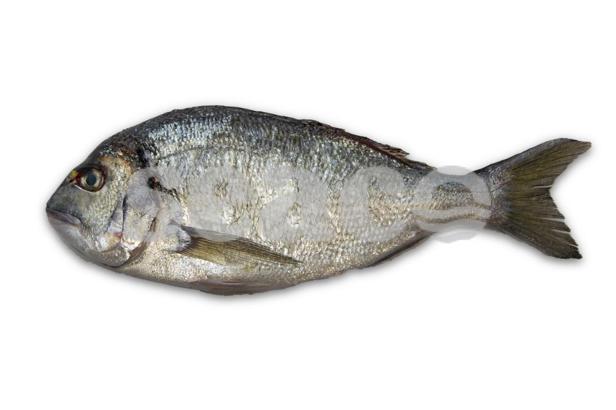 Dorade royale 400-600g