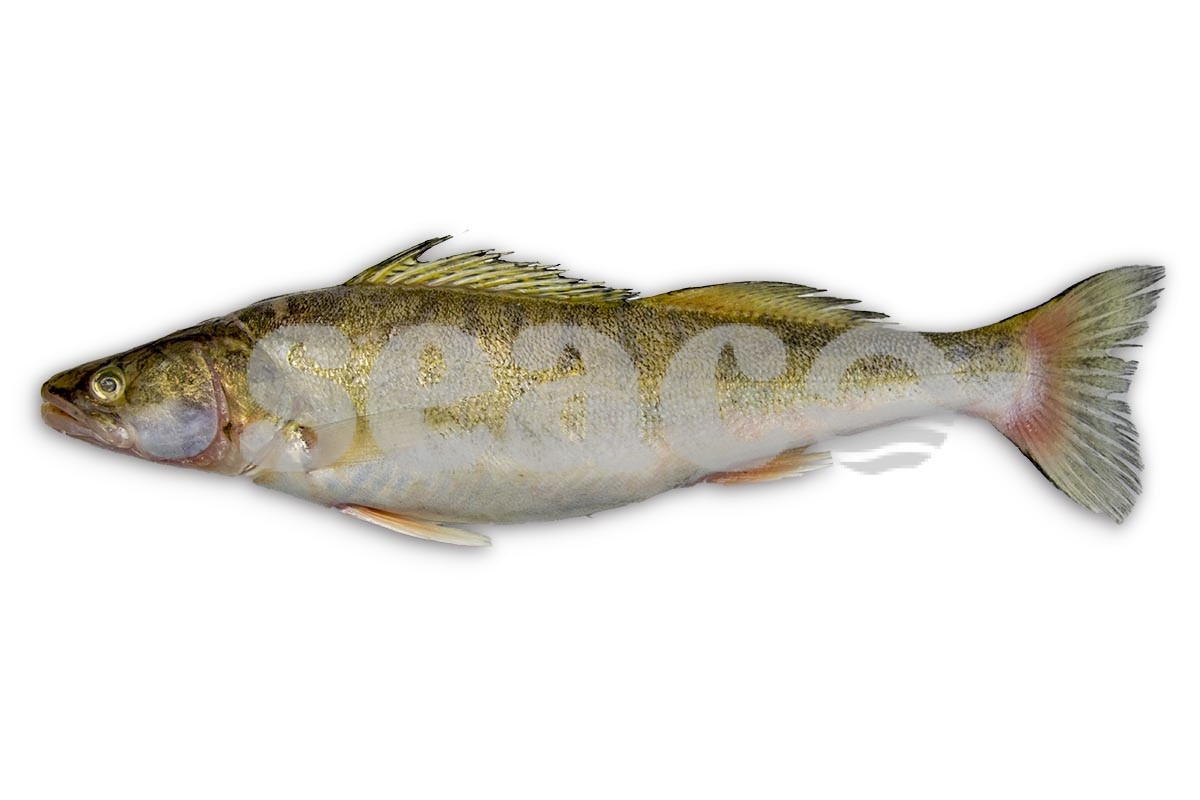 Snoekbaars 1-2kg
