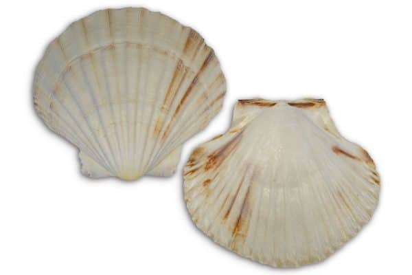 Coquilleschelp leeg