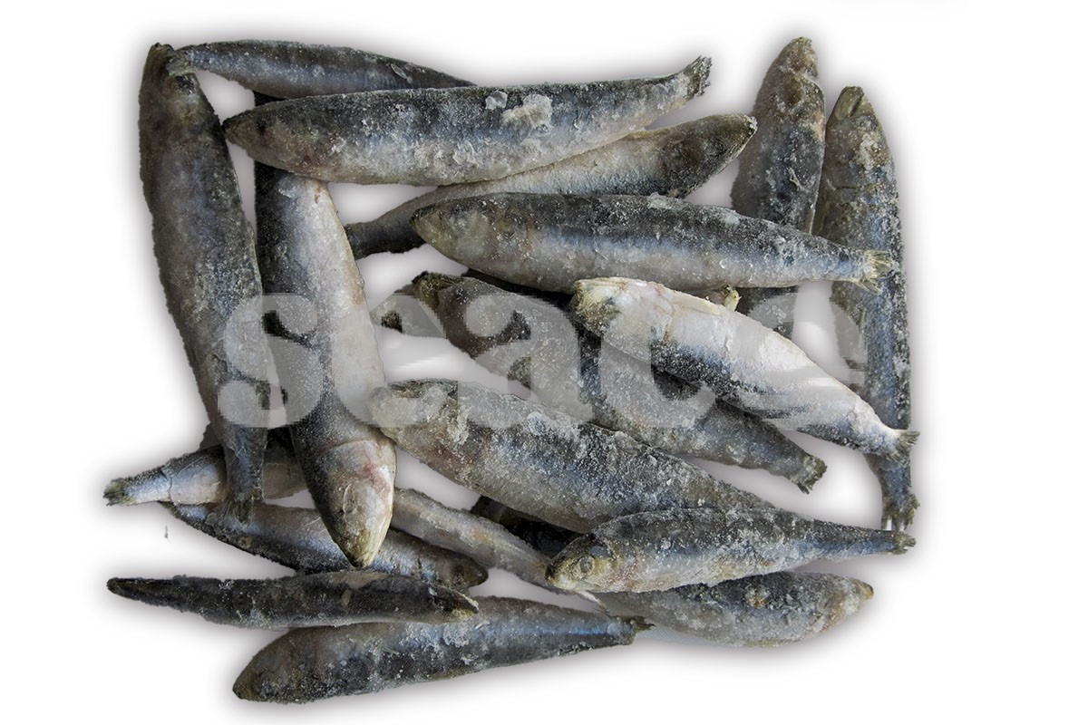 ❄ Sardine zak 1kg