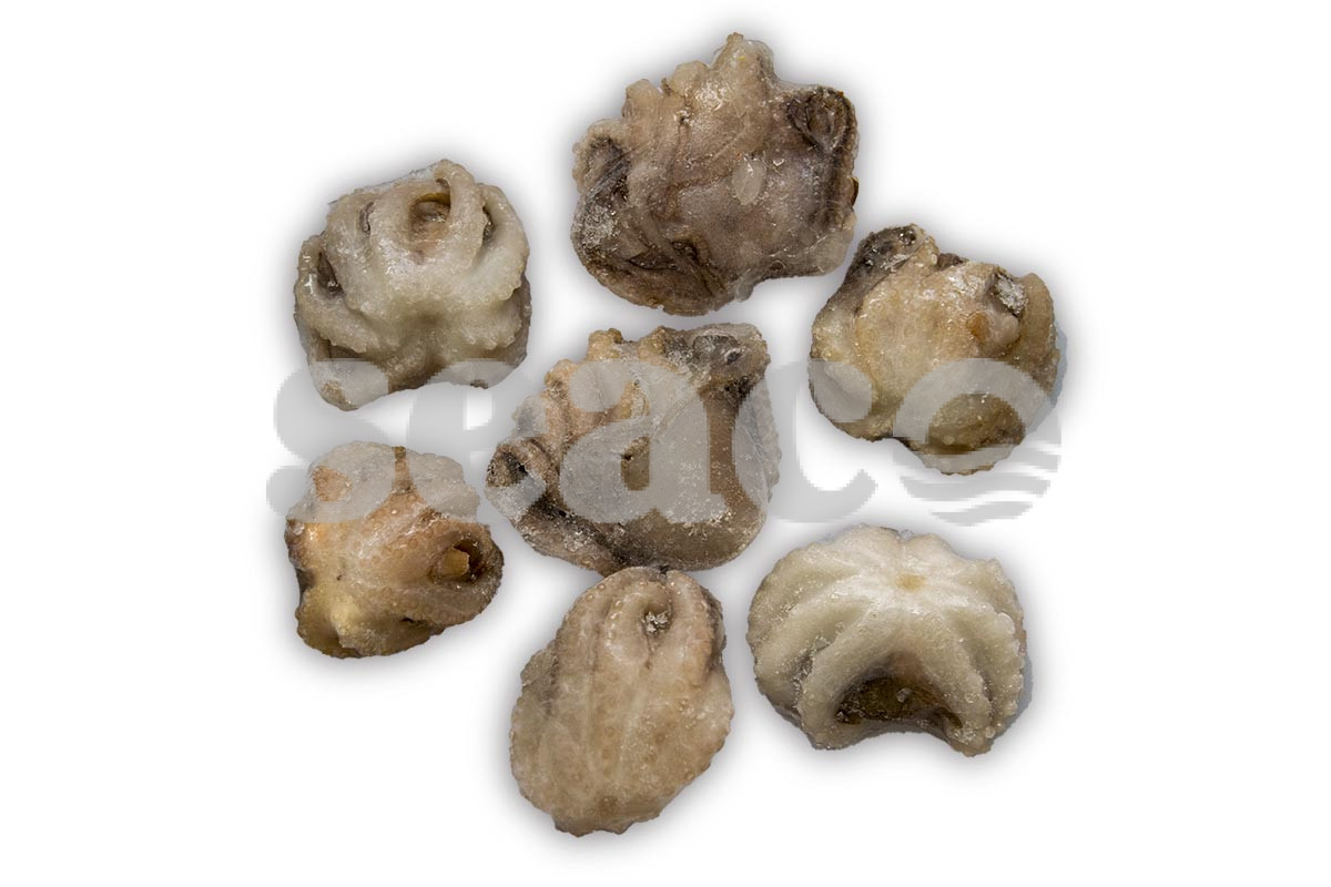 ❄ Baby octopus 1kg