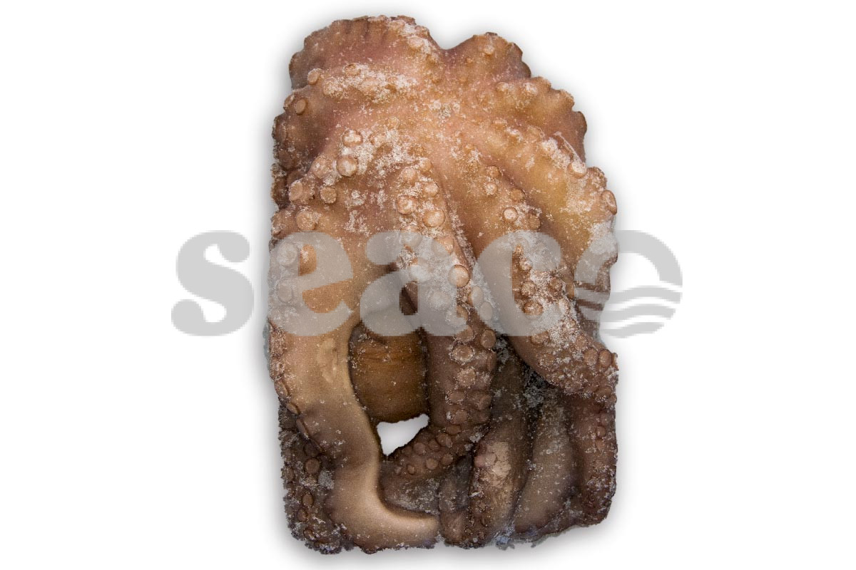 ❄ Octopus 1-2kg (poulpe)
