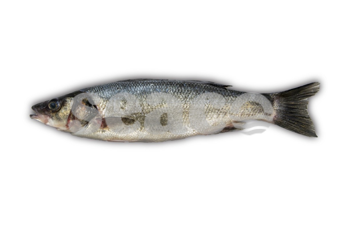 Zeebaars 400-600g