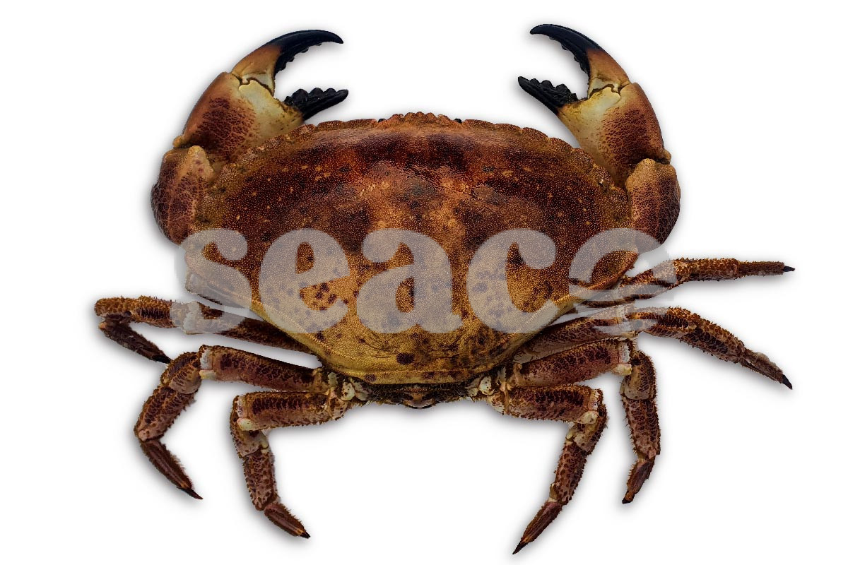 Krab Noordzee 400-900g