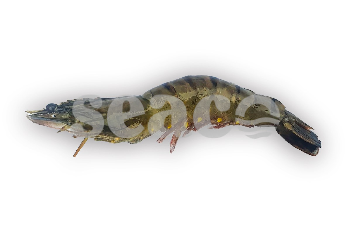 ❄ Gamba black tiger met kop 16-20 1kg