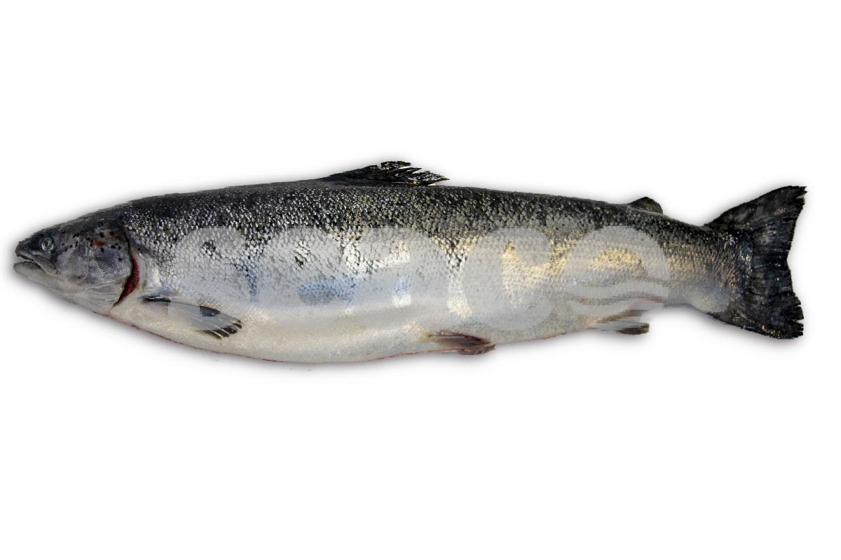 Zalm 3-4kg (Noors)