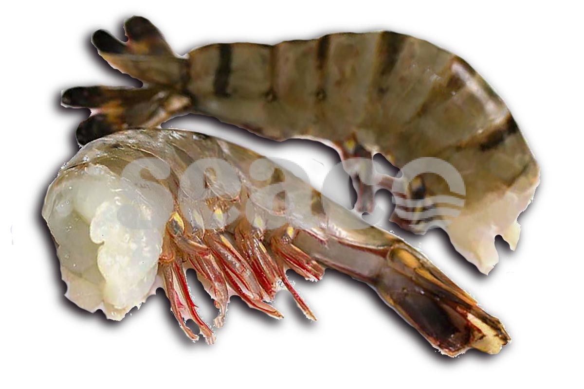 ❄ Gamba FW easy peel U5 1kg