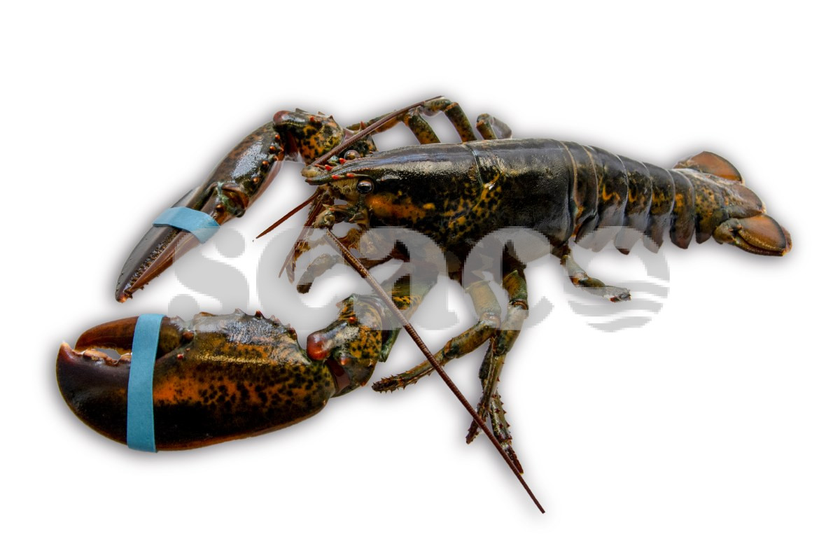 Kreeft Canadees 400-500g