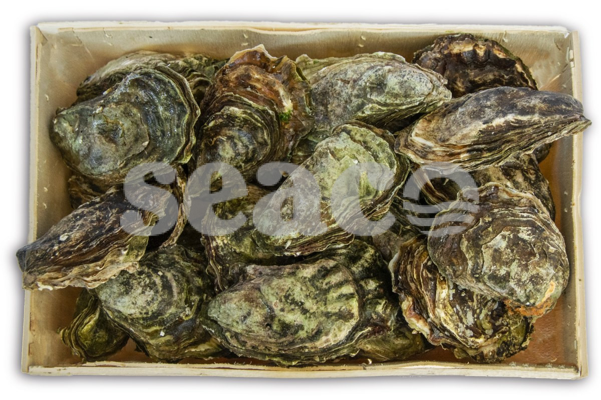 Oester creuse Zeeuws nr3 25st