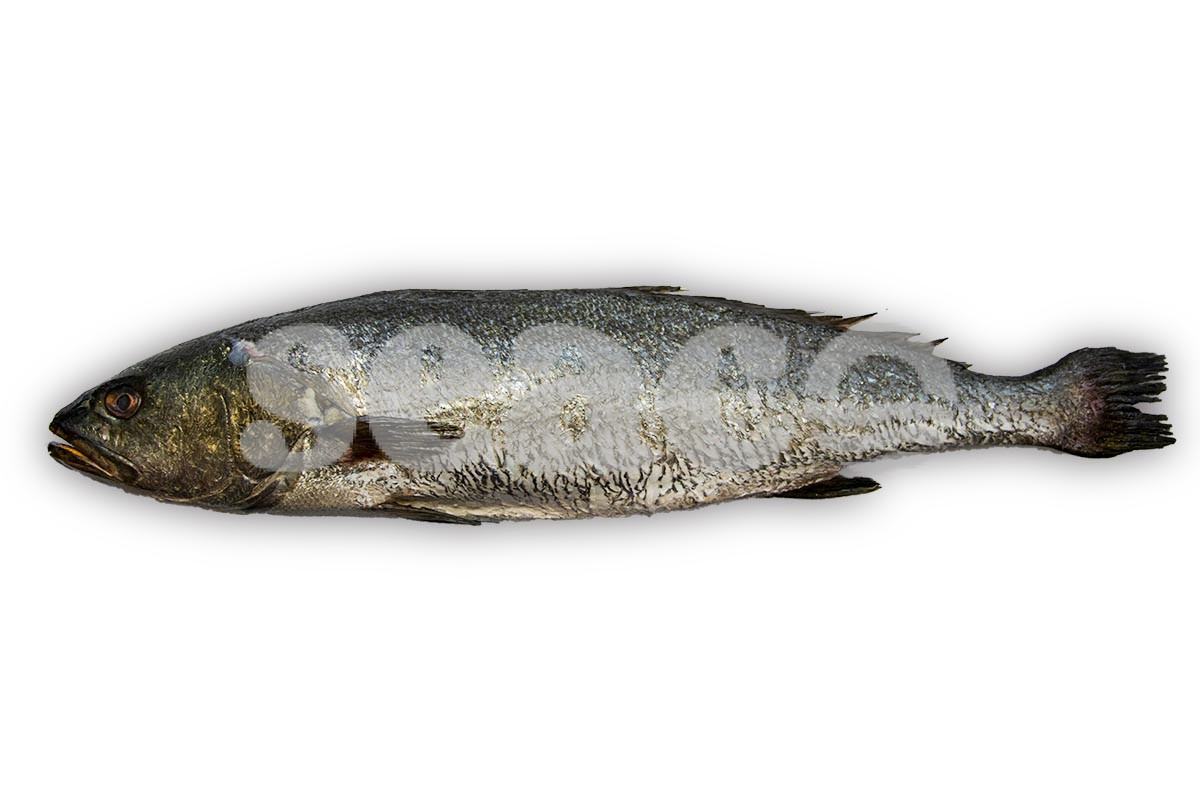 Corvina 1-2kg
