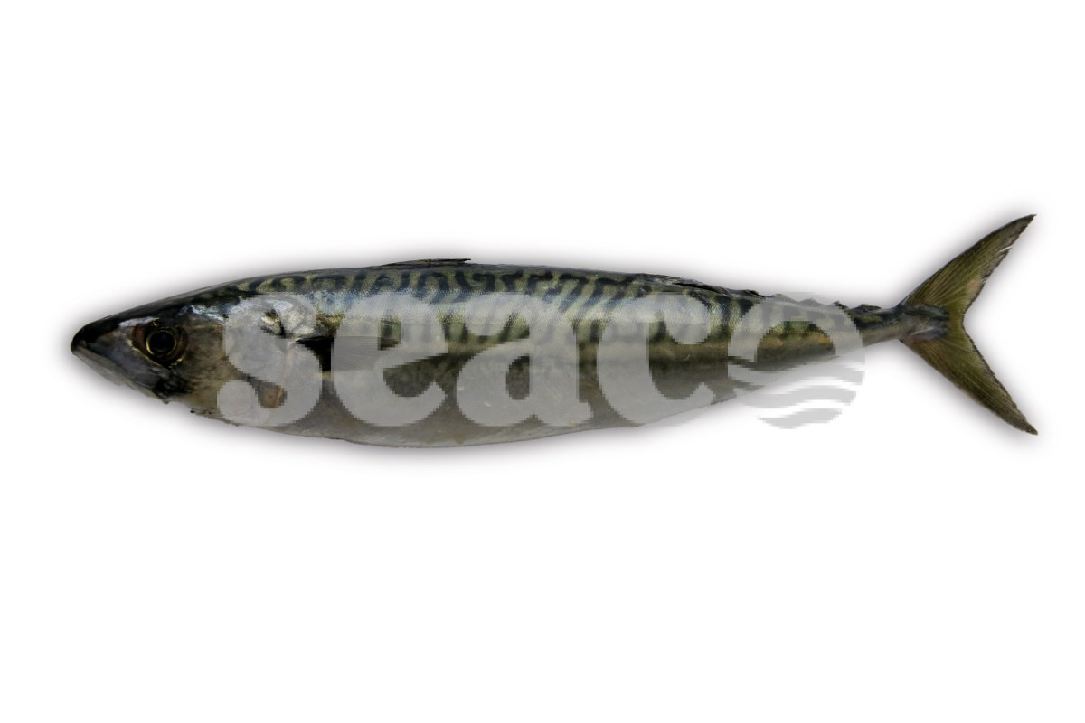 Makreel 400-600g