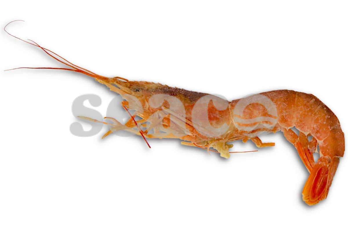 ❄ Gamba Argentijns wild met kop 10-20 2kg