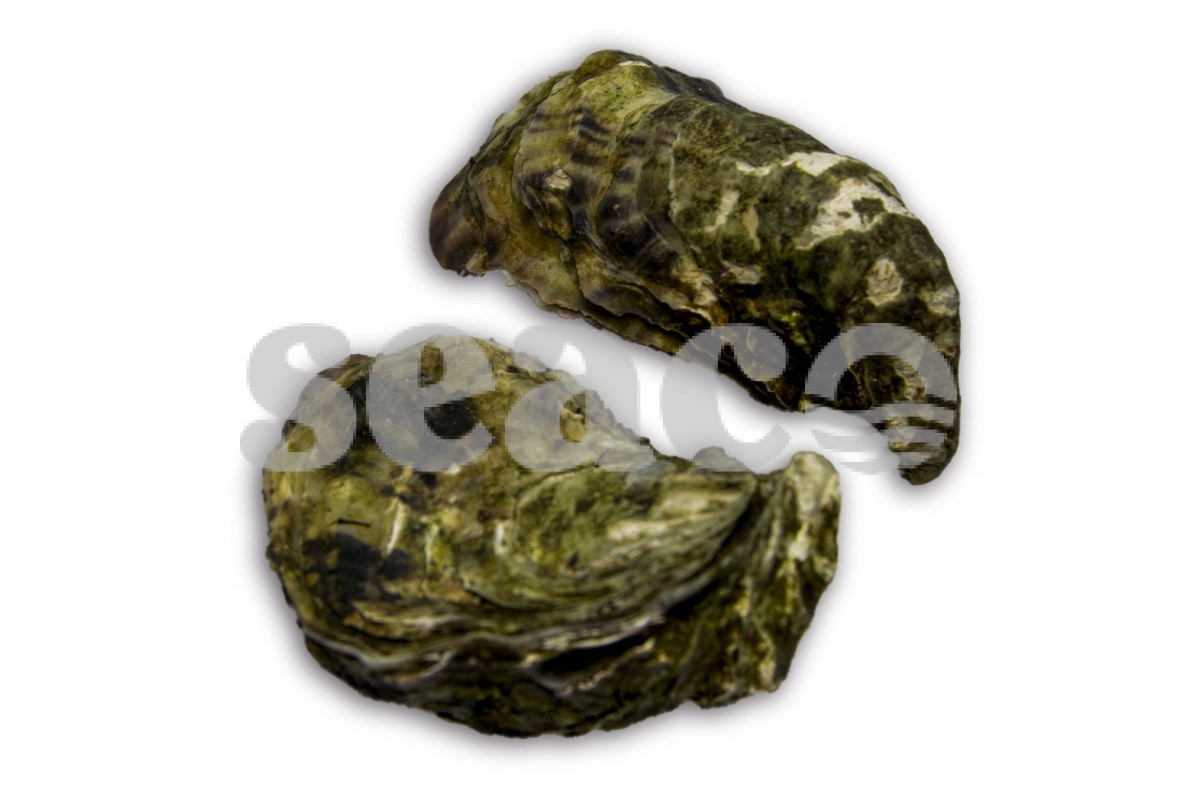 Oester fine de claire nr3 24st