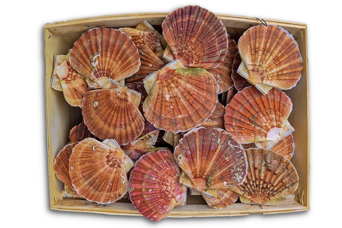 Coquille in schelp 3/5