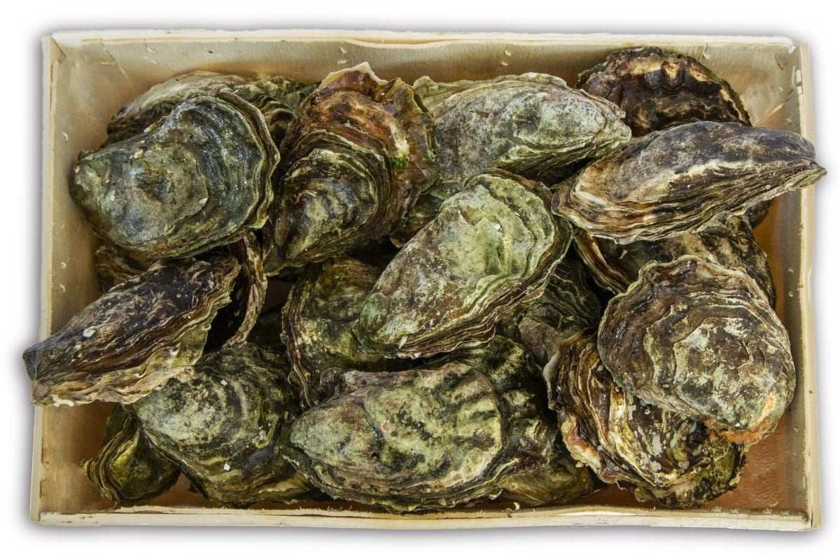 Oester creuse Zeeuws nr2 12st