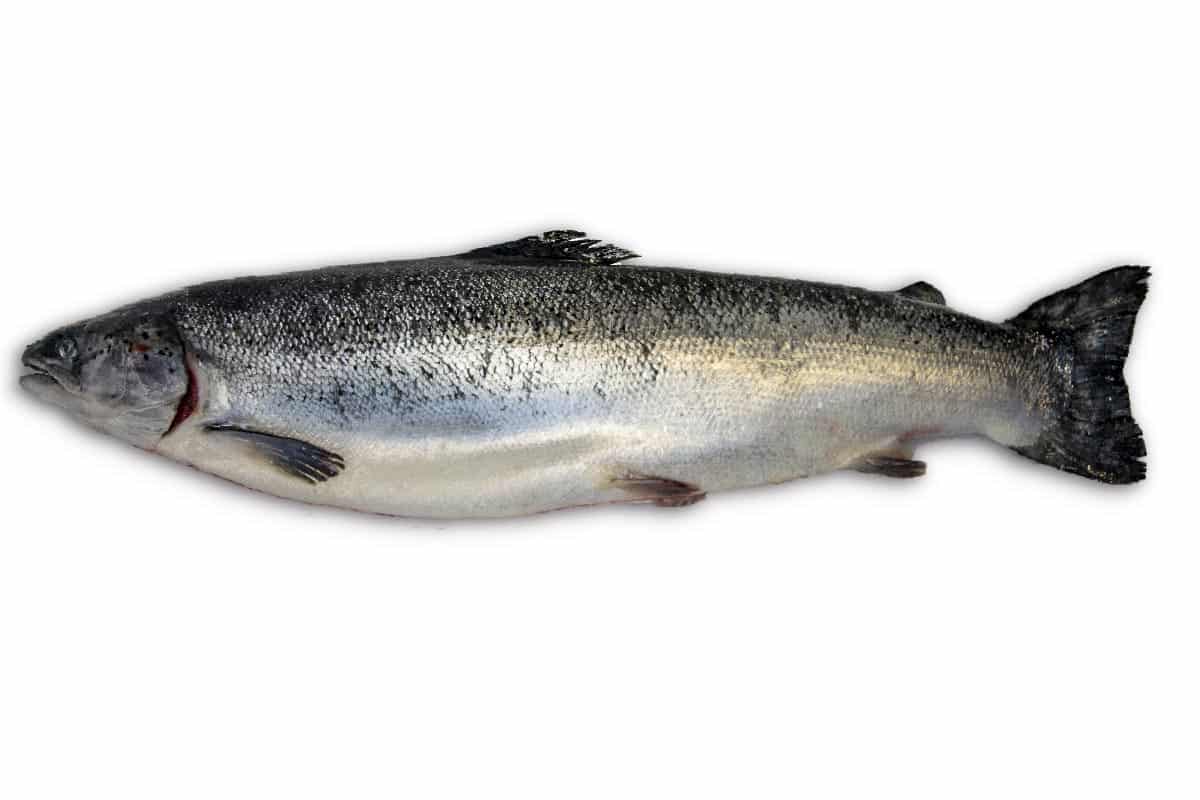 Zalm 4-5kg (Noors)