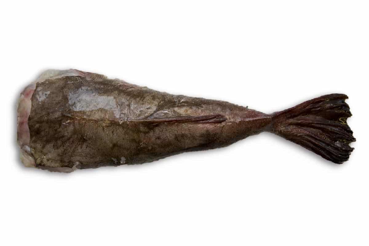 Zeeduivelstaart 1-2kg